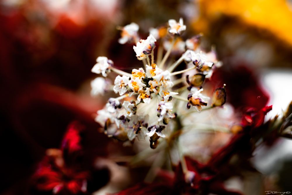 Photos of flowers, focaccia, fun Lucky Charms, and pretty Berkeley neighborhood sights.